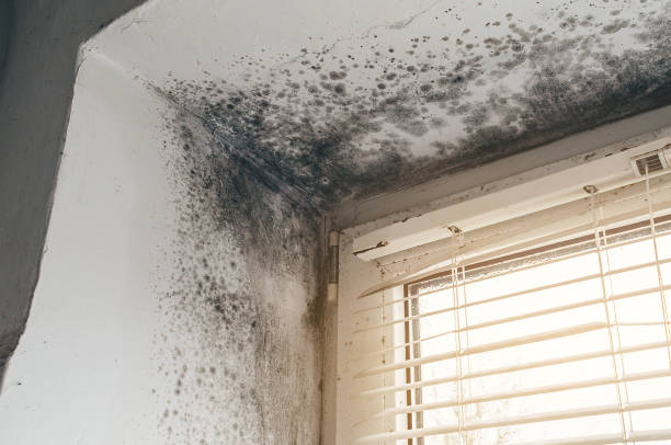 Affordable Basement Mold Removal solutions in Nanty Glo, PA