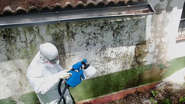 Top rated local Basement Mold Removal specialists in Nanty Glo, PA